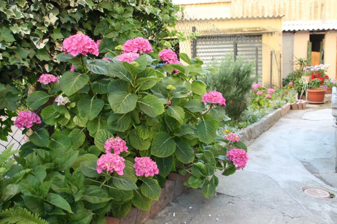 Pisa Town Bed & Breakfast Exterior photo