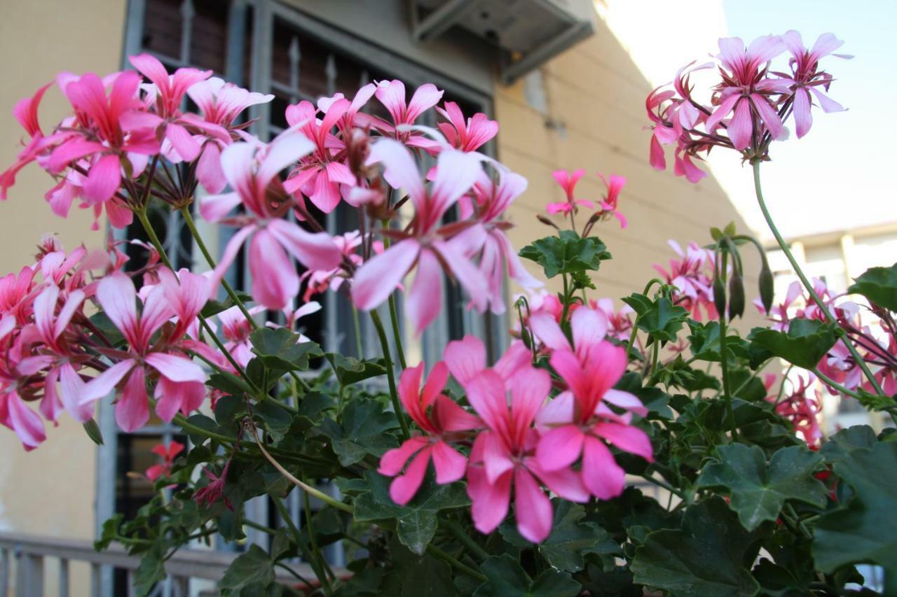 Pisa Town Bed & Breakfast Exterior photo
